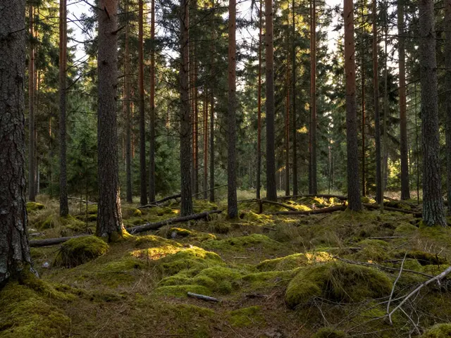 Tantrická masáž v přírodě: Bezpečnost, atmosféra a co vás čeká